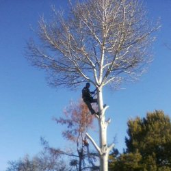 Jim's Tree Service
