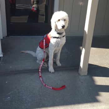 Paw Pros - The first bad cut Mason experienced - Pet Groomers Near Me - Sacramento, California Paw Pros - The first bad cut Mason experienced - Pet Groomers Near Me - Sacramento, California
