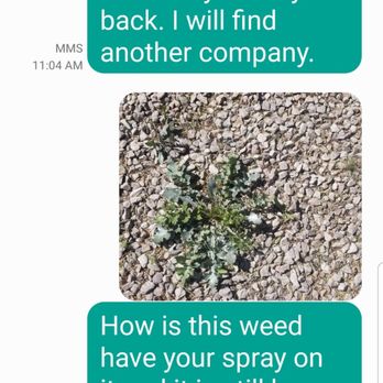 Clean Leaf Landscaping - Weed with "weedkiller" used by them after a week. Still looking healthy. - Lawn Services Near Me Clean Leaf Landscaping - Weed with "weedkiller" used by them after a week. Still looking healthy. - Lawn Services Near Me