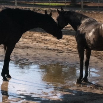 Gable Equestrian - Horse Boarding Near Me - Los Angeles, California