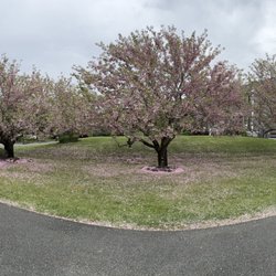 County Tree Service - Fine pruning of cherry trees