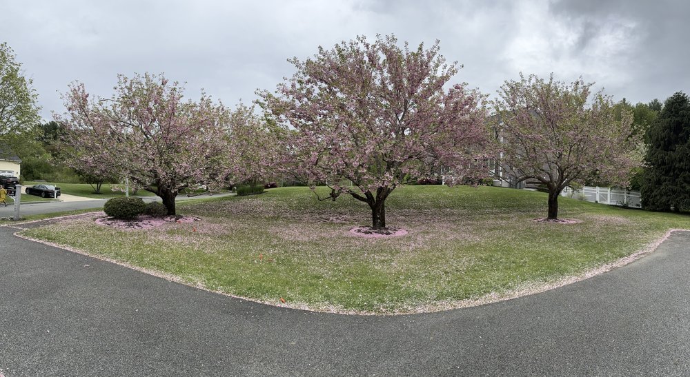 County Tree Service - tree service in North Reading, MA