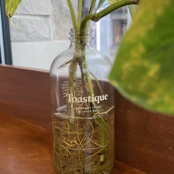 Toastique - Juice Bars & Smoothies Near Me - Austin, Texas