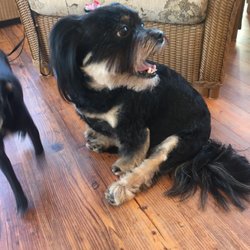 Pet Appearance