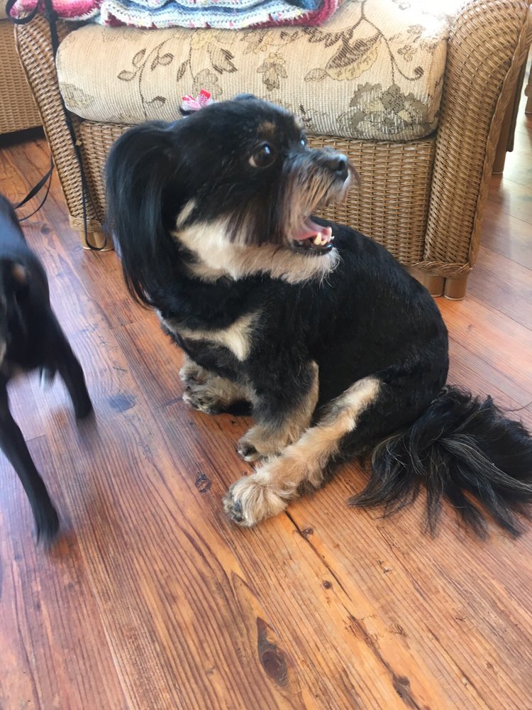 PET APPEARANCE Updated August 2024 556 Daly Rd, Coventry