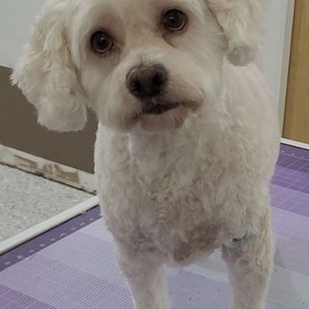 Silky Pet Spa - Pet Groomers Near Me - Scottsdale, Arizona Silky Pet Spa - Pet Groomers Near Me - Scottsdale, Arizona
