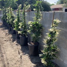 Planting the Waxleaf Privet Planting the Waxleaf Privet