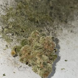 RISE Dispensaries - Grape Stomper OG