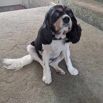 Ak-Sar-Ben Grooming Salon - Charlie my Cavalier King Charles - Pet Groomers Near Me - Cypress, California