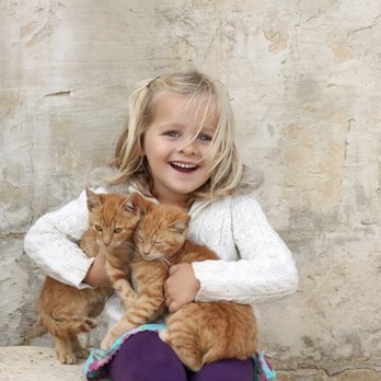 The Purrfect Cat - Pet Training Near Me The Purrfect Cat - Pet Training Near Me