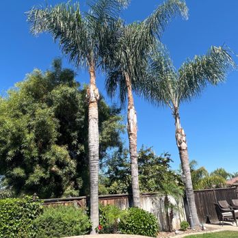 Bird's Tree service - Tree Services Near Me