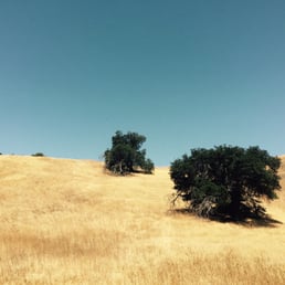 Oaks Oaks
