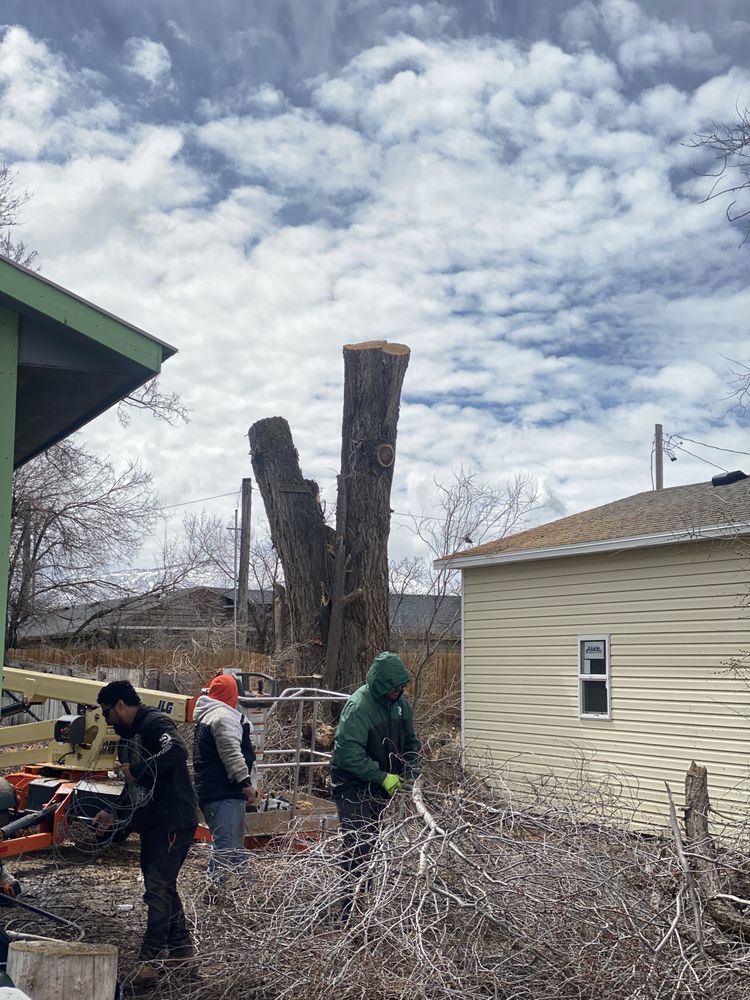 QOQ Tree Services - tree service in Salt Lake City, UT