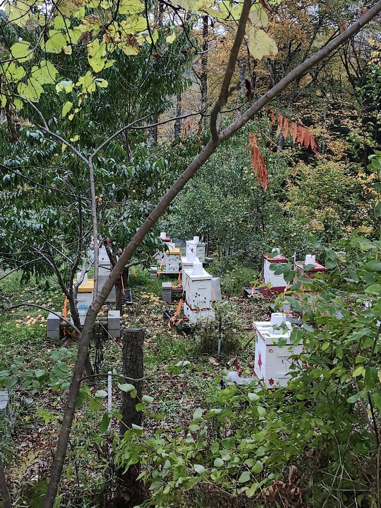 Magic Meadows Apiary - beekeeping in Bethel, VT