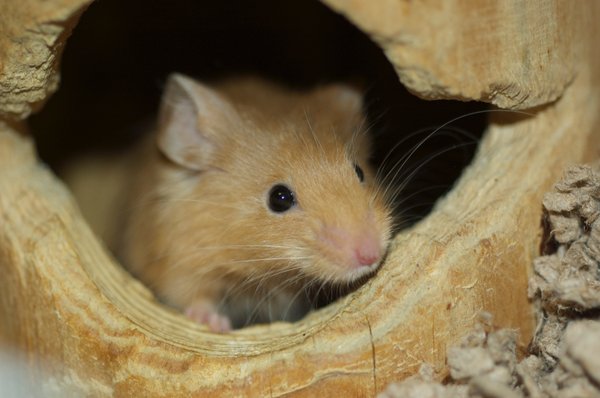 island exotic vet care