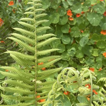 O'o Farms - Fern - Food Tours Near Me - Kula, Hawaii