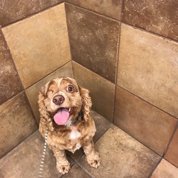 PetSmart - Getting a mani/pedi! - Pet Training Near Me - New Braunfels, Texas