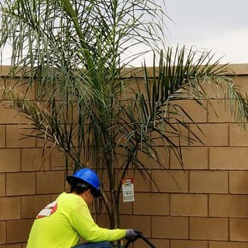 Moon Valley Nurseries - Tree Services Near Me - Chino, California Moon Valley Nurseries - Tree Services Near Me - Chino, California