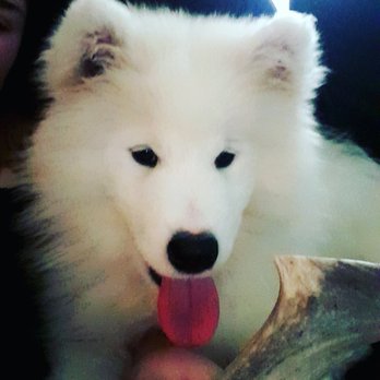 Northern Glories - Pet Breeders Near Me