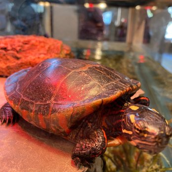 Center For Wildlife - Animal Shelters Near Me - Cape Neddick, Maine