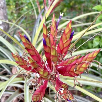 Daggerwing Nature Center - Air plant - Parks Near Me - Boca Raton, Florida