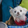 Photo of Gentle Loving Care Dog Grooming
