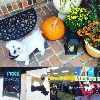 Perk-N-Pooch - Love Perk-N-Pooch!!! So glad you're expanding!! You're my trusted go-to spot for my lil girl!! Thanks!! - Pet Groomers Near Me - Sandy Springs, Georgia Perk-N-Pooch - Love Perk-N-Pooch!!! So glad you're expanding!! You're my trusted go-to spot for my lil girl!! Thanks!! - Pet Groomers Near Me - Sandy Springs, Georgia