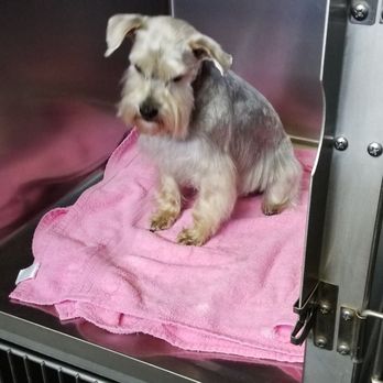 Lisas Ruff and Ready Pet Grooming - Pet Groomers Near Me - Marshall, Arkansas Lisas Ruff and Ready Pet Grooming - Pet Groomers Near Me - Marshall, Arkansas
