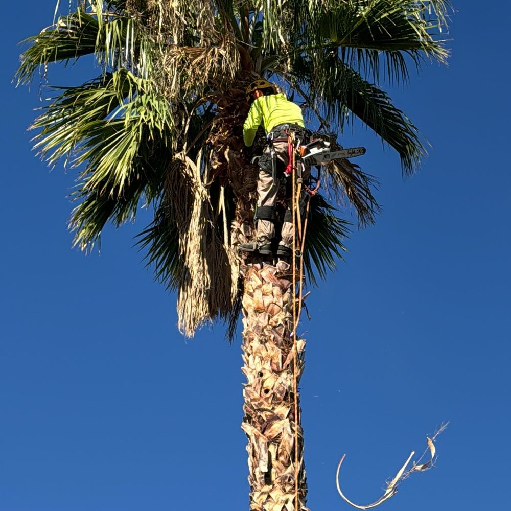 Valley Tree Care - Pre trimmed - Tree Services Near Me - Phoenix, Arizona Valley Tree Care - Pre trimmed - Tree Services Near Me - Phoenix, Arizona