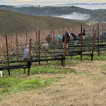 Sol De Paso - a group of people in a vineyard - Wine Tasting Room Near Me - Paso Robles, California