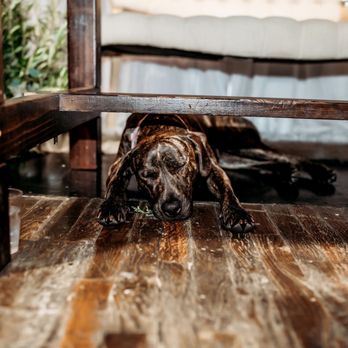 Estrella Veterinary Hospital, A Thrive Pet Healthcare Partner - Veterinarians Near Me - Capistrano Beach, California