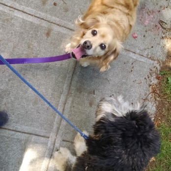 Seattle Dog Zen - Zillah on a walk with my client dog. - Dog Walkers Near Me Seattle Dog Zen - Zillah on a walk with my client dog. - Dog Walkers Near Me
