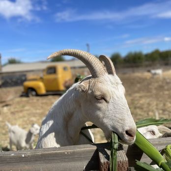 Swank Farms - Goats - Farmers Market Near Me - Hollister, California Swank Farms - Goats - Farmers Market Near Me - Hollister, California