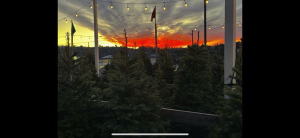 Ian’s Tree’s is open for Business - Ian’s Trees is open for business Ian’s Tree’s is open for Business - Ian’s Trees is open for business