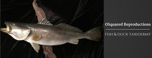 OSquared Reproductions - taxidermy in Stockdale, TX