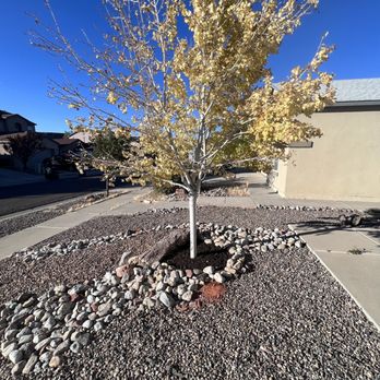 Kiki's Tree Service - a small tree in a rock bed - Tree Services Near Me