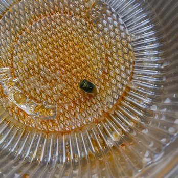 Love Ramen - Found a Beetle in my daughters noodles - Ramen Near Me - Lancaster, California Love Ramen - Found a Beetle in my daughters noodles - Ramen Near Me - Lancaster, California