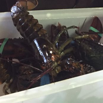 Five Islands Lobster - Kept in a fresh tank - Seafood Near Me - Georgetown, Maine Five Islands Lobster - Kept in a fresh tank - Seafood Near Me - Georgetown, Maine
