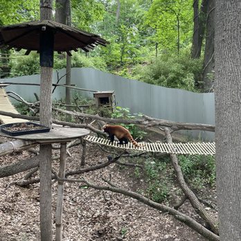 John Ball Zoo - I also loved the red pandas! - Zoos Near Me - Grand Rapids, Michigan John Ball Zoo - I also loved the red pandas! - Zoos Near Me - Grand Rapids, Michigan