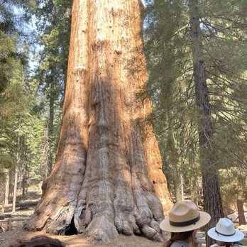 General Sherman Tree - The majestic General Sherman sequoia - Hiking Near Me - Sequoia National Park, California General Sherman Tree - The majestic General Sherman sequoia - Hiking Near Me - Sequoia National Park, California