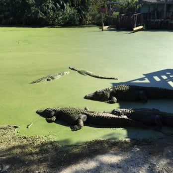 Jungle Adventures - So many gators hiding in the duckweed - Tours Near Me - Christmas, Florida Jungle Adventures - So many gators hiding in the duckweed - Tours Near Me - Christmas, Florida