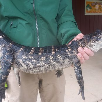 Insta-Gator Ranch & Hatchery - Tours Near Me - Covington, Louisiana