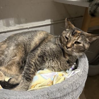 KitTea - Pet Adoption Near Me - San Francisco, California