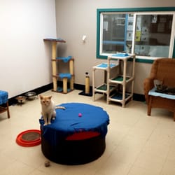 Tri-Cities Animal Services - Fresh paint, a new donated Kuranda bed tower (kuranda.com/cat-beds), and a round seat makes these putties happier! Good paint job!