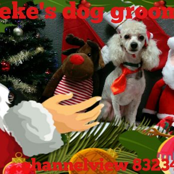 Chaneke's dog grooming - Duke, the Christmas miracle. Lol - Pet Groomers Near Me - Houston , Texas Chaneke's dog grooming - Duke, the Christmas miracle. Lol - Pet Groomers Near Me - Houston , Texas