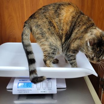 Conejo Valley Veterinary Hospital - My fur baby - Veterinarians Near Me - Thousand Oaks, California Conejo Valley Veterinary Hospital - My fur baby - Veterinarians Near Me - Thousand Oaks, California