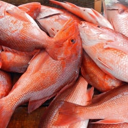Reel Eazy Charters