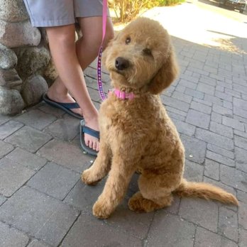 K9 Groom and Wash - Narley is Sporting a new do! - Pet Groomers Near Me - Reno, Nevada K9 Groom and Wash - Narley is Sporting a new do! - Pet Groomers Near Me - Reno, Nevada