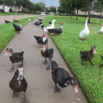 Woodbridge Lake - The ducklings are bigger and most noticeably, their feathers are smoother! - Parks Near Me - Sugar Land, Texas Woodbridge Lake - The ducklings are bigger and most noticeably, their feathers are smoother! - Parks Near Me - Sugar Land, Texas