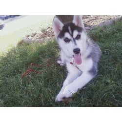 Air Design Services - This our company mascot Kaya. She keeps us all on our toes.